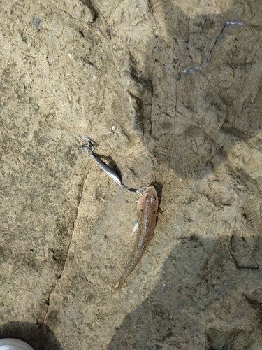 エソの釣果