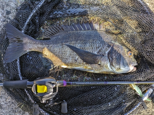 チヌの釣果