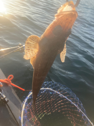 ワニゴチの釣果