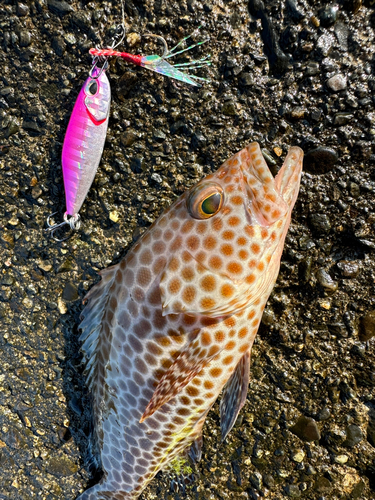 オオモンハタの釣果