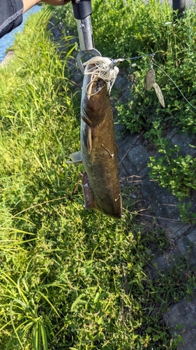 ナマズの釣果