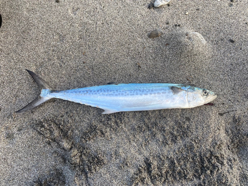 サゴシの釣果