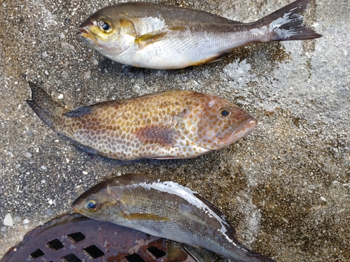 オオモンハタの釣果