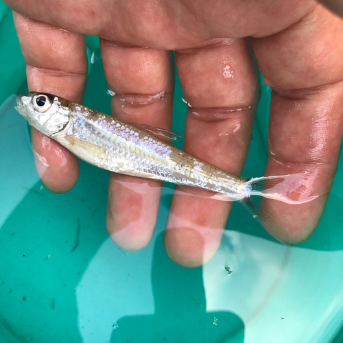 モロコの釣果