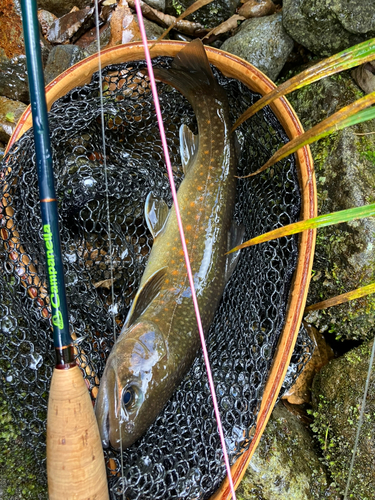 イワナの釣果