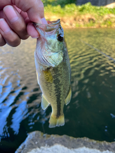 ラージマウスバスの釣果