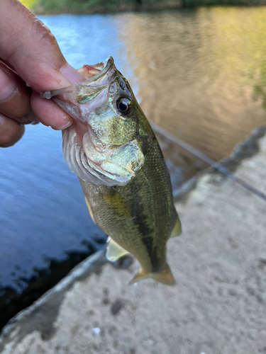 ラージマウスバスの釣果