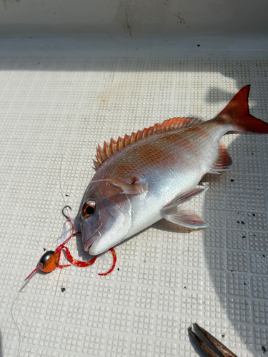 マダイの釣果