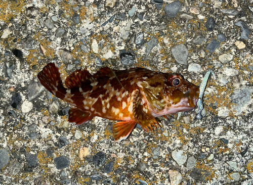 カサゴの釣果