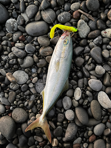 ワカナゴの釣果