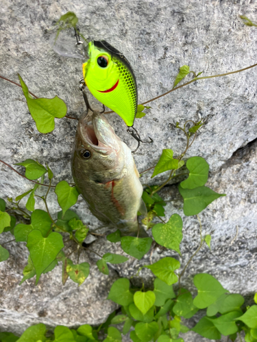 ブラックバスの釣果