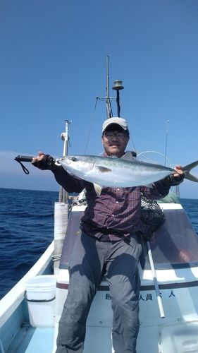 ハマチの釣果