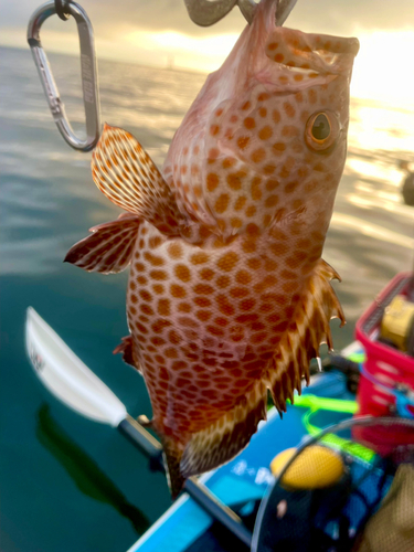 オオモンハタの釣果