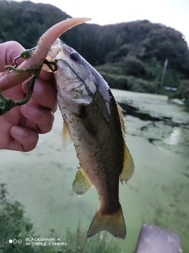 ブラックバスの釣果