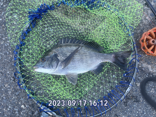 クロダイの釣果