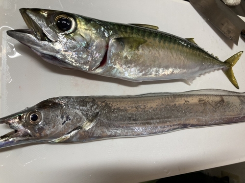 サバの釣果