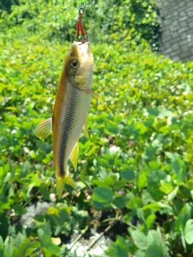 アブラハヤの釣果