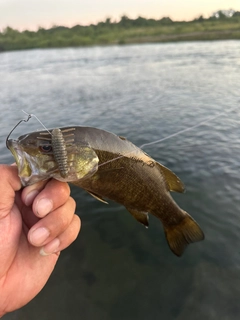 スモールマウスバスの釣果