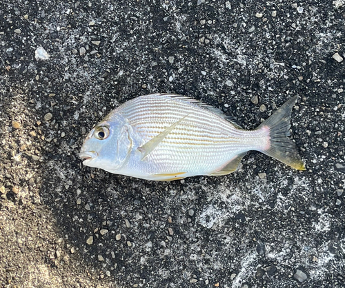 ヘダイの釣果