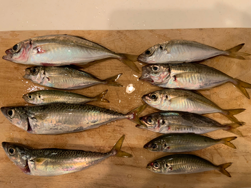 アジの釣果