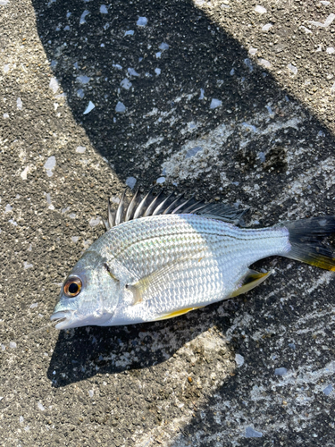 キビレの釣果