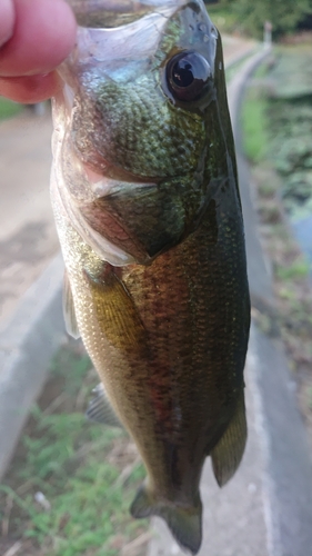 ラージマウスバスの釣果