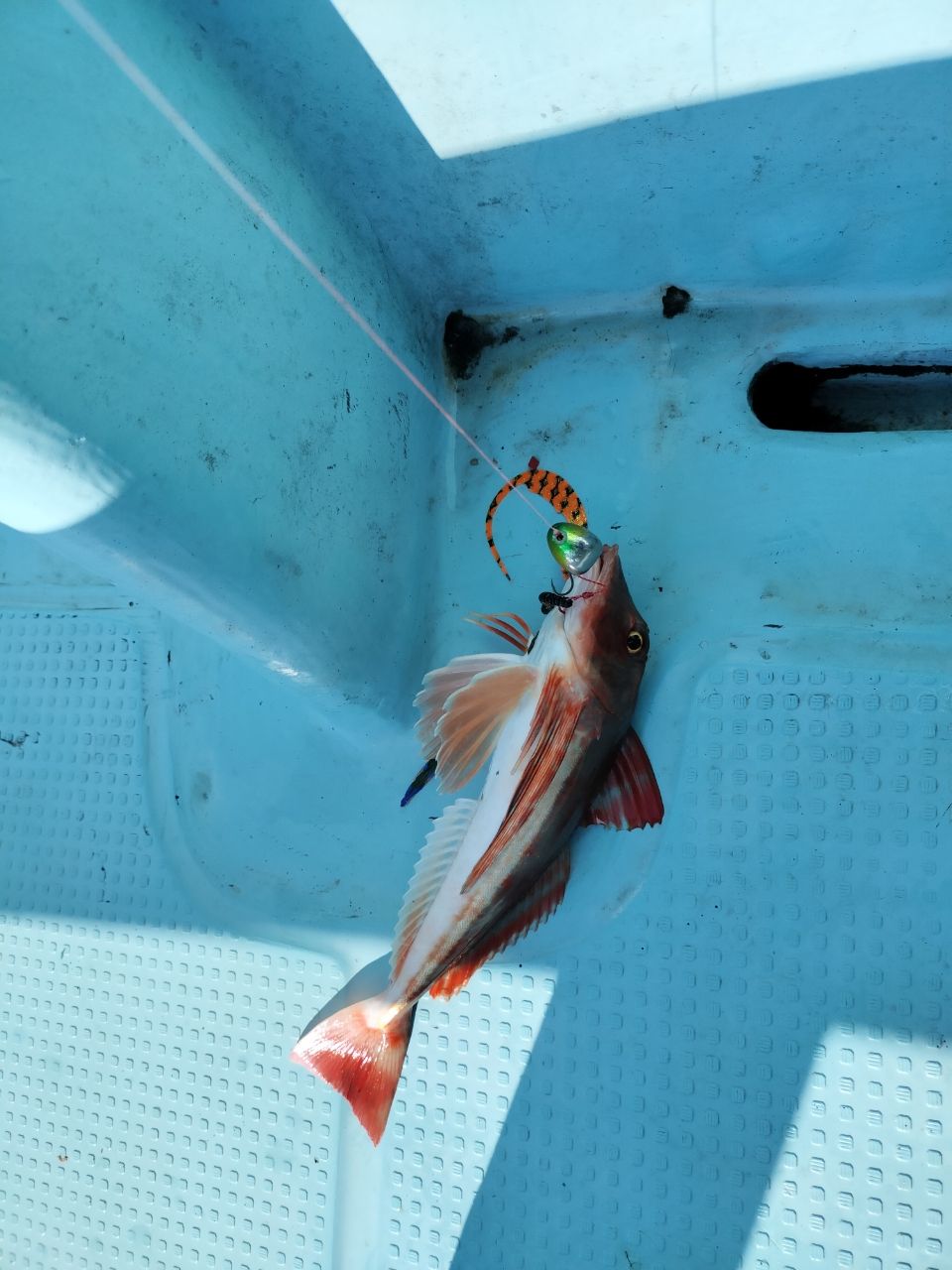 ドS東京湾鯛ラバ備忘録さんの釣果 2枚目の画像