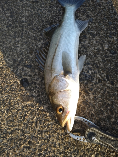 セイゴ（マルスズキ）の釣果