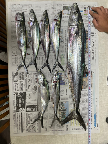 サワラの釣果