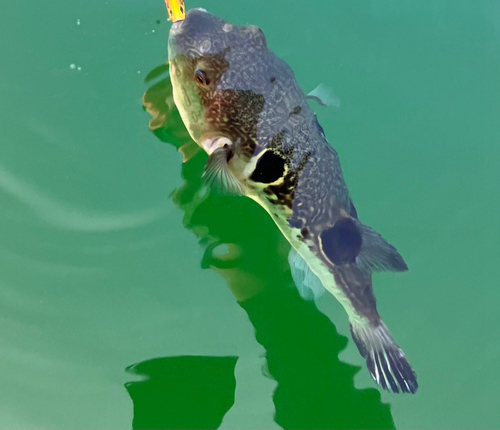 トラフグの釣果