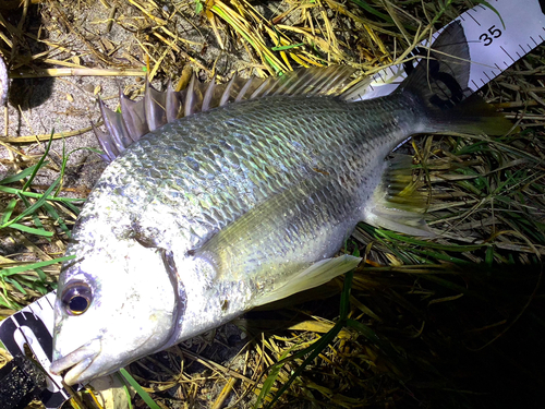 キビレの釣果