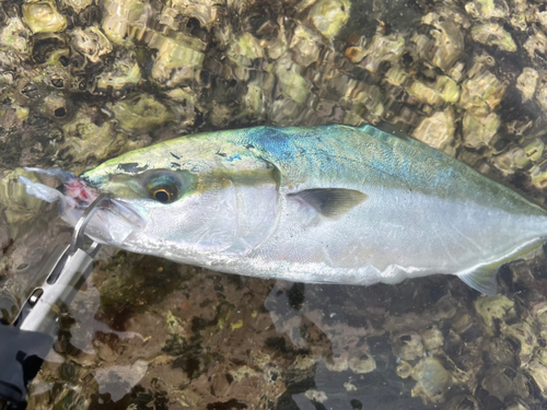 ヤズの釣果