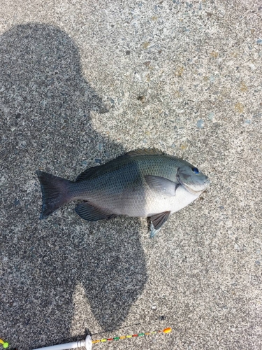 メジナの釣果