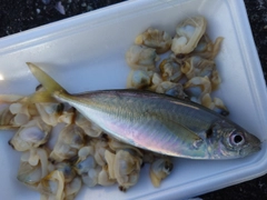 釣果