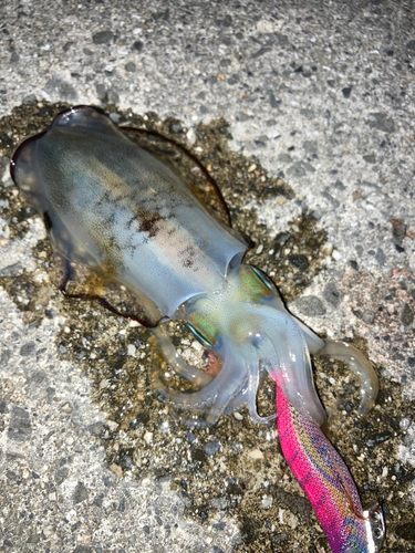 アオリイカの釣果