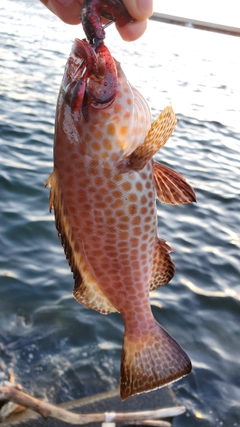 オオモンハタの釣果