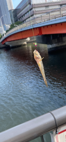 ハゼの釣果