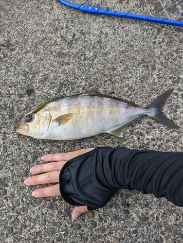 ショゴの釣果