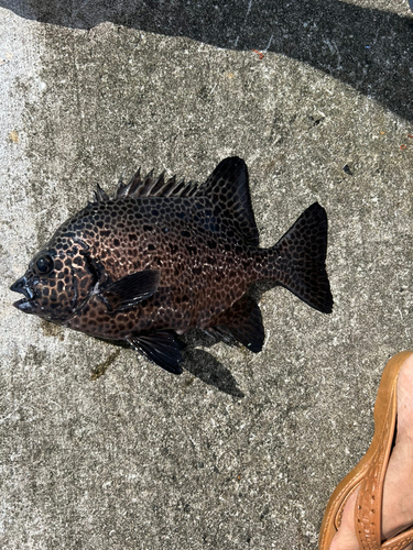 イシガキダイの釣果