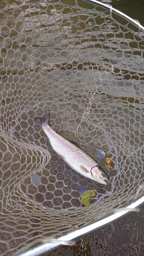 ニジマスの釣果