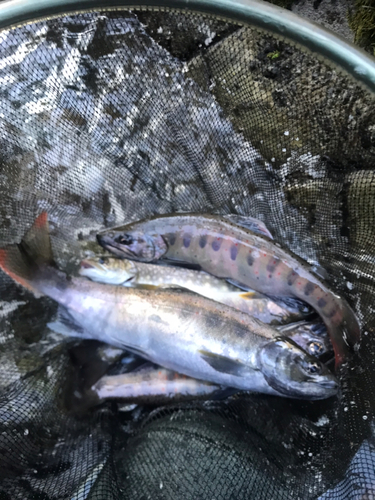 イワナの釣果