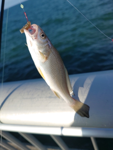 イシモチの釣果