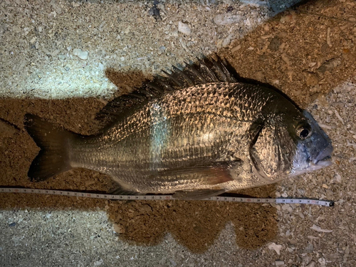 チヌの釣果