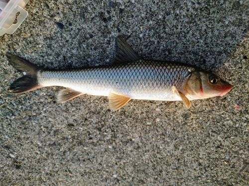 ニゴイの釣果