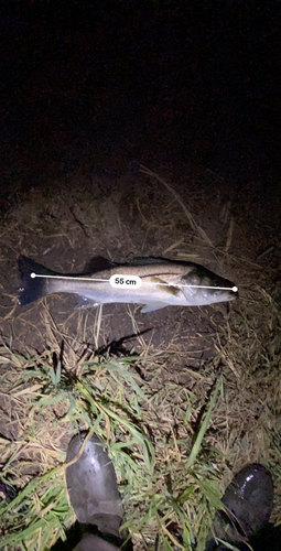 シーバスの釣果