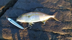 ショゴの釣果