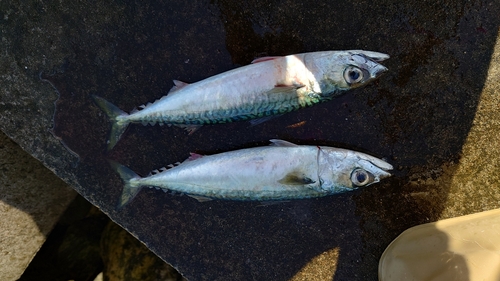 サバの釣果