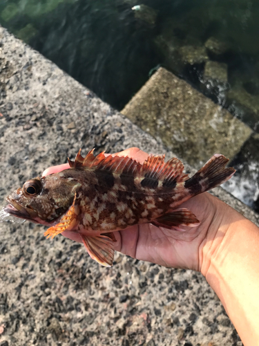 カサゴの釣果