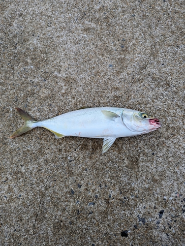 ヤズの釣果