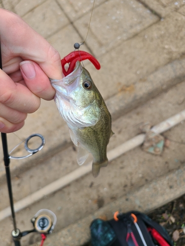 ブラックバスの釣果